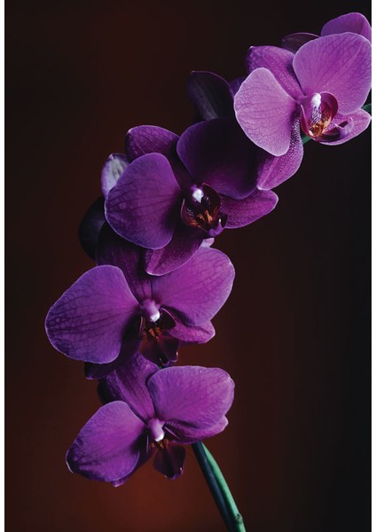 Bulaşık Makinesi Sticker 071 fiyatları