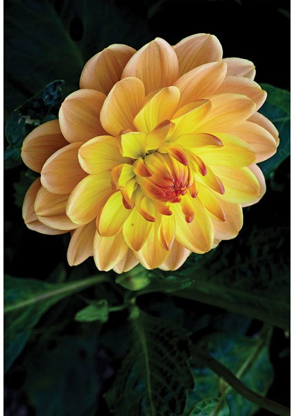 Bulaşık Makinesi Sticker 079 fiyatları