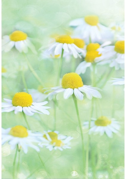 Bulaşık Makinesi Sticker 096 fiyatları