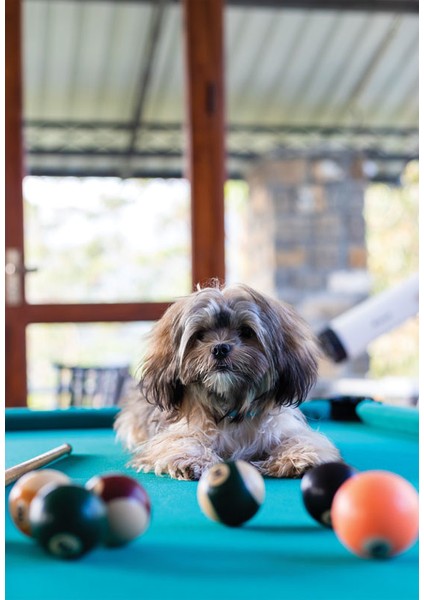 Bulaşık Makinesi Sticker 154 fiyatları