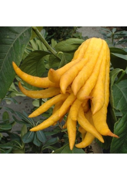 Budanın Eli Limon Ağacı Tohumu + Çimlendirme Torfu