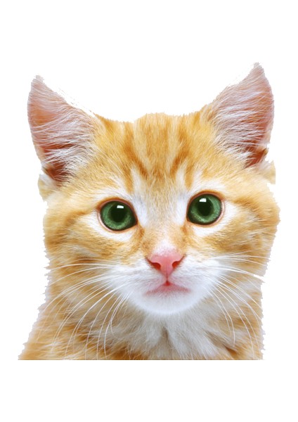 Areksan Reklam Renkli Kedi Duvar Sticker - 004
