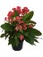 Euphorbia Milii Dikenler Tacı 1