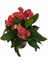 Euphorbia Milii Dikenler Tacı 2