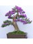 Mavi Çiçekli Bonsai Yapılabilir Jacaranda Ağaç Tohumu +Çimlendirme Seti 1