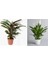 Barış Çiçeği Spathiphyllum 80 cm + Dua Çiçeği Ev Salon Ofis Bitkisi 1