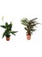 Barış Çiçeği Spathiphyllum 80 cm + Dua Çiçeği Ev Salon Ofis Bitkisi 2