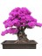 Bonsai Yapılabilir Erguvan Ağacı Tohumu Ekim Kiti 1