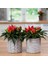 İdeasepet Yakıcı Salsa Red Acı Biber Tohumu (5 Tohum) 1