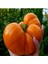 İdeasepet Natural Giant Portakal Domates Tohumu (20 Tohum) 1