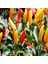 İdeasepet Naturally Doğal Tabasco Acı Biber Tohumu (20 Tohum) 1