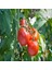 İdeasepet Natural Doğal Floridade Domates Tohumu (20 Tohum) 1