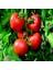 İdeasepet Natural Doğal Mini Kiraz Domates Tohumu (20 Tohum) 1