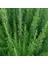 İdeasepet Naturel Biberiye Tohumu (20 Tohum) 1