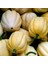 İdeasepet Naturalis Table Gold Acorn Tohumu (10 Tohum) 1