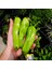 İdeasepet Dulcis Naturally Cubanelle Tatlı Biber Tohumu (20 Tohum) 1