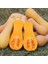 İdeasepet Kışlık Doğal Waltham Butternut Kabak Tohumu (5 Tohum) 1