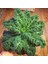 İdeasepet Naturel Scotch Kale Sebzesi Kale Tohumu (50 Tohum) 1