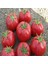 İdeasepet Natural Pembola F1 Pembe Domates Tohumu (20 Tohum) 1