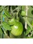 İdeasepet Naturel Doğal Green Zebra Domates Tohumu (20 Tohum) 1