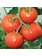 İdeasepet Natural Doğal Manitabo Domates Tohumu (20 Tohum) 1