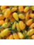İdeasepet Tüplü Altın Gibi Goji Berry Fidanı 1