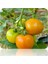İdeasepet Natural Doğal Orenge Sunray Domates Tohumu (20 Tohum) 1