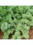 İdeasepet Naturel Baharat Tatlı Siberian Kale Tohumu (50 Tohum) 1