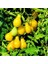 İdeasepet Doğal Naturel Yellow Pear Domates Tohumu (20 Tohum) 1