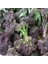 İdeasepet Naturalıs Mor Brokoli Tohumu (50 Tohum) 1