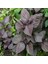 İdeasepet Naturel Perilla Biftek Tohumu (50 Tohum) 1