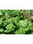 İdeasepet Naturel Lime Fesleğen Tohumu (100 Tohum) 1