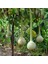 İdeasepet Naturel Dipper Süs (Su) Kabağı Tohumu (5 Tohum) 1