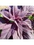 İdeasepet Naturel Red Amarant Tohumu (100 Tohum) 1