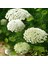İdeasepet Naturel Ammi Majus Yalancı Diş Otu Tohumu (25 Tohum) 1