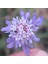 İdeasepet Naturel Scabiosa Çiçeği Uyuz Otu Tohumu (20 Tohum) 1