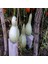 İdeasepet Naturel Calabash Süs (Su) Kabağı Tohumu (5 Tohum) 1