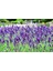 İdeasepet Naturel Hidcote Lavanta Tohumu (20 Tohum) 1