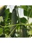 İdeasepet Naturel Dikenli Hıyar Tohumu (20 Tohum) 1