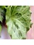 İdeasepet Naturel Sugar Leof Şeker Marul Tohumu (100 Tohum) 1