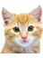 Areksan Reklam Renkli Kedi Duvar Sticker - 004 1