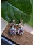Jewellery Yakut Ve Zirkon Taşlı Bayan Otantik Küpe 3