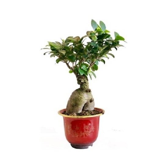 Berceste Peyzaj Bonzai Bonsai Ficus Ginseng 500 g 30-40 cm ...