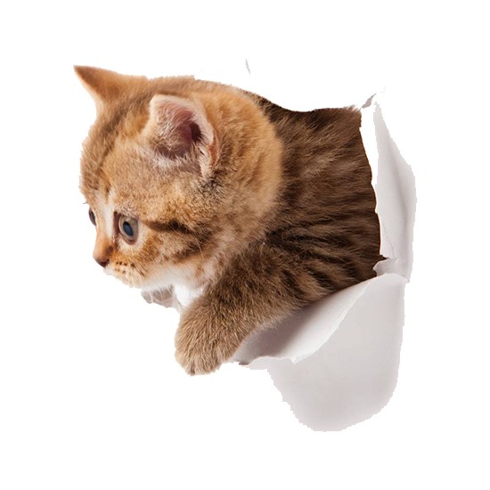 Areksan Reklam Renkli Kedi Duvar Sticker 003 Fiyatı Areksan Reklam Renkli Kedi Duvar Sticker 003 Fiyatı