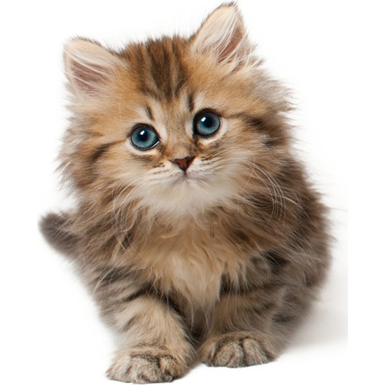 Areksan Reklam Renkli Kedi Duvar Sticker 002 Fiyatı Areksan Reklam Renkli Kedi Duvar Sticker 002 Fiyatı