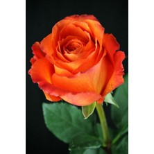Çiçekflix Gül Fidani Turuncu Kokulu Açık Kök 30-35 cm