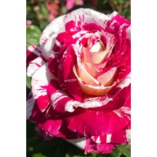 Çiçekflix Sihirbaz Gül Fidani 1 Adet Açik Kök Dikime Hazır