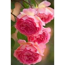 Çiçekflix Katmerli Kokulu Pembe Gül Fidani Fidesi Açik Kök