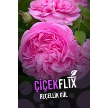 Çiçekflix Reçellik Gül Isparta Gülü Kokulu 1 Adet Açık Kök25-35 cm