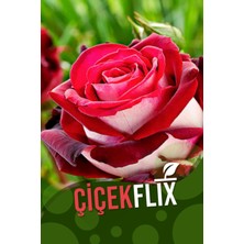 Çiçekflix Kirmizi Beyaz Gül Fidani 1 Adet Açık Kök 25-35 cm